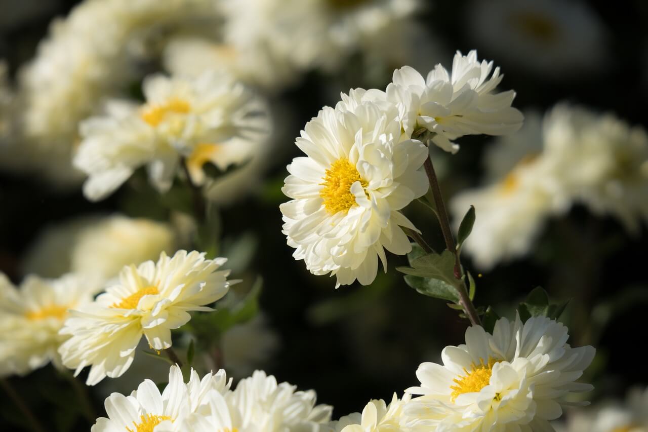 Chrysanthemenblüten