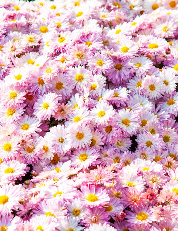 Lebensenergie Qi-Chrysanthemen