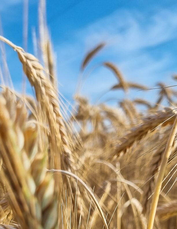 Blog-Foto-Getreidearten