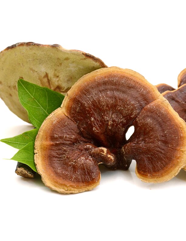 Blog-Foto-Reishi Pilz