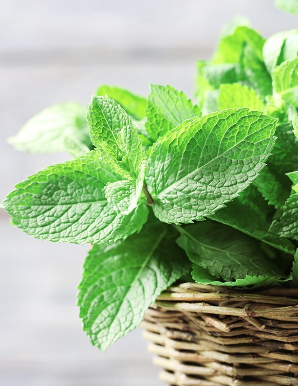 Blogfoto-Sommer-Minze