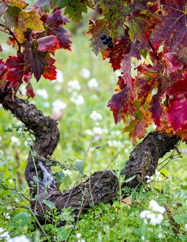Beitragsbild-Dojo-Zeit