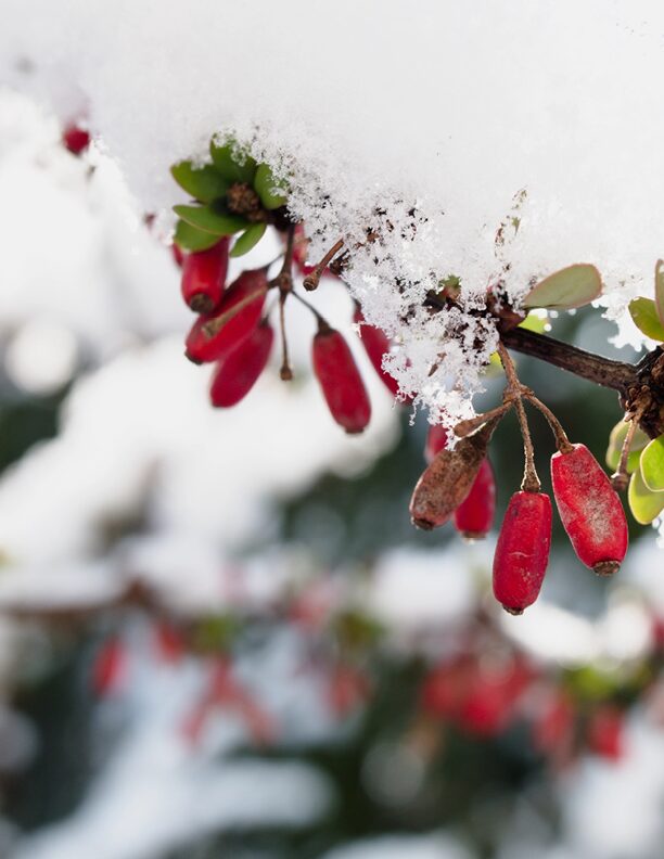 Beitragsbild-Niere-Winter