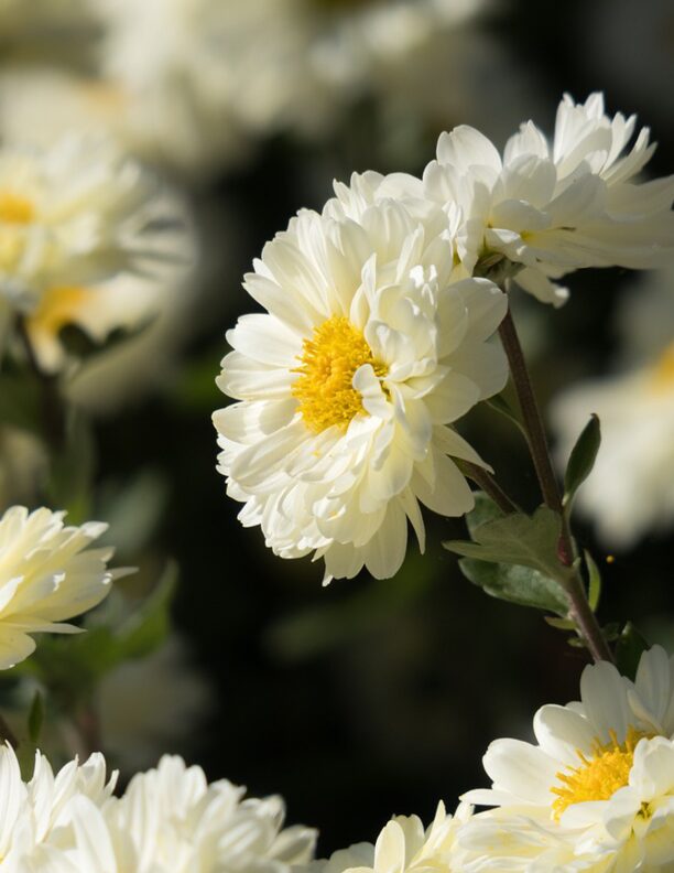 Blogfoto-Erkältungen