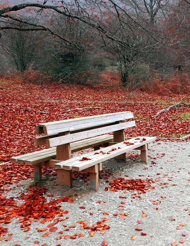 Blogfoto-Erkältungen