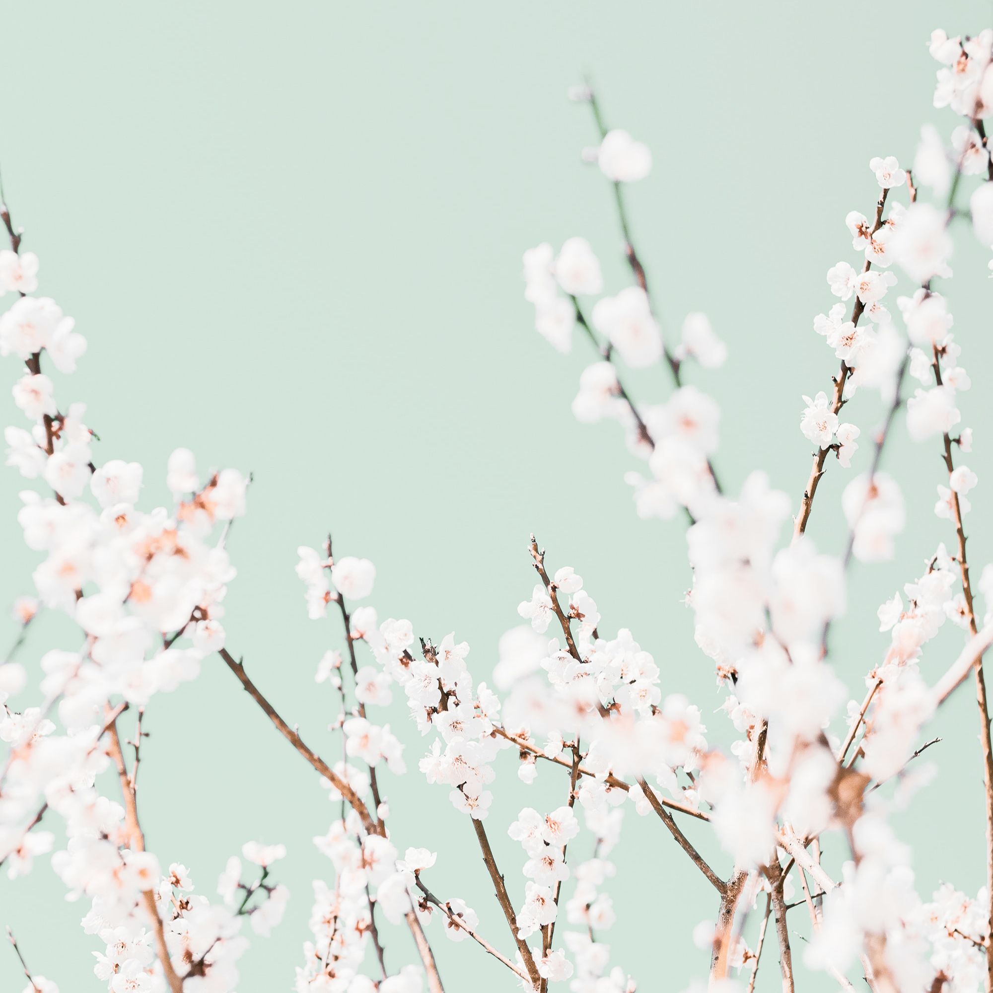 Kirschblüten Hintergrundbild